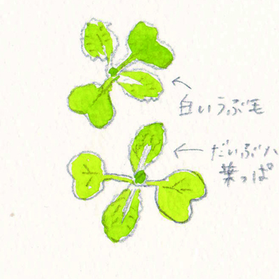 白菜の芽